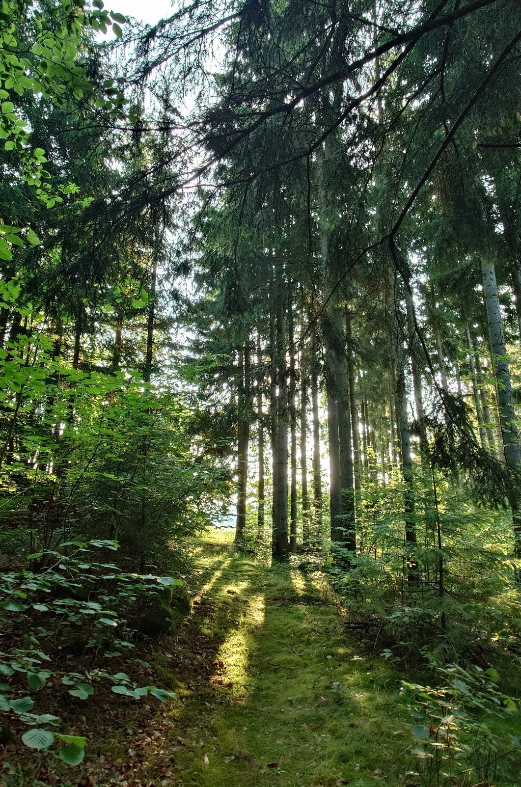 Waldweg im Sonnenlicht als Sinnbild für eine bewusste Fastenzeit